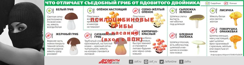 Галлюциногенные грибы Cubensis  где найти   Обнинск 